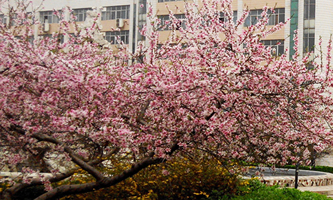 ʯ���f�W(xu��)Ժ