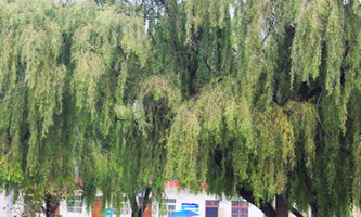 �������I(y��)���g(sh��)�W(xu��)У