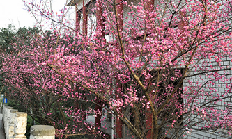 ��ɽ�����W(xu��)Ժ