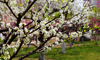 �L�����ڽ����I(y��)�W(xu��)Ժ