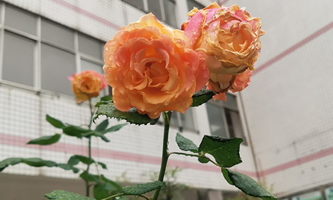 헳����еȌ��I(y��)�W(xu��)У